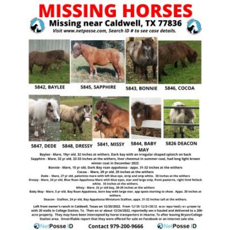 MISSING Horse - Baby May